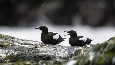 BB 15 0457 / Cepphus grylle / Teist